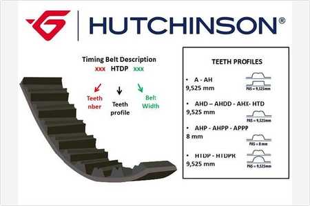 Hutchinson Cinghia dentata-0